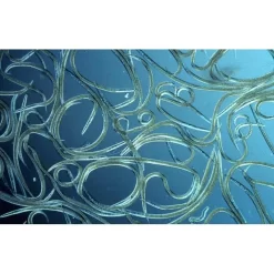 Aquanemix 1.25 V - Doseersproeier Voor Aaltjes -Tuinplantapparatuur Winkel auquanemix 125 v doseersproeier 1497858309 1 600