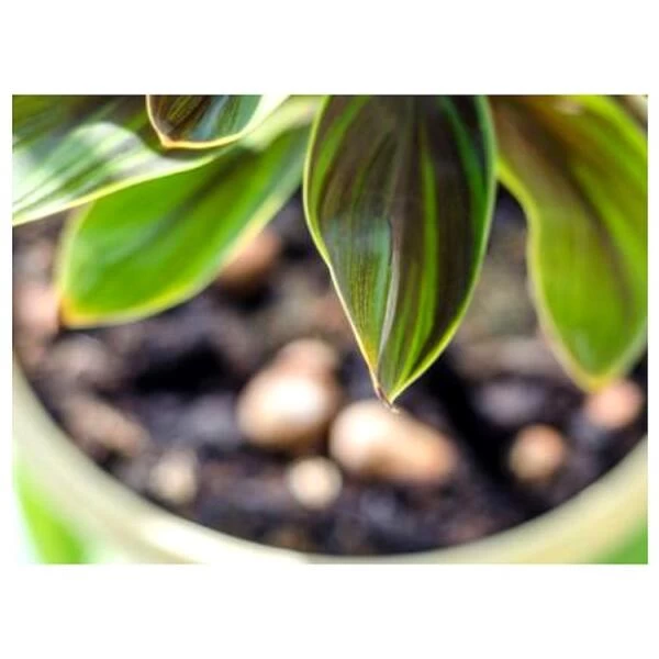 Substral Bladglans 250 Ml 2 Substral Bladglans 250 Ml - Afbeelding 2