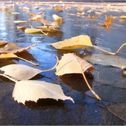 Fijnmazig Vijvernet 6 × 5 Meter -Tuinplantapparatuur Winkel fijnmazig vijvernet 6 x 5 meter 1541778382 1 600