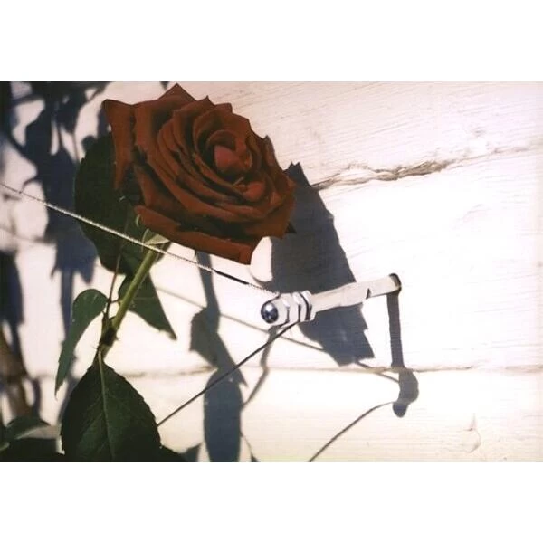 Geleidingssysteem Voor Klimplanten Palissa 3 Geleidingssysteem Voor Klimplanten Palissa - Afbeelding 3