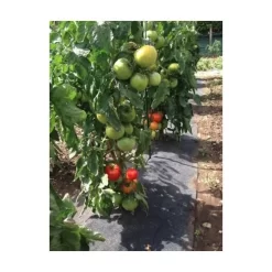 Gronddoek Met Openingen Voor Tomaten - 60 Cm × 5 M