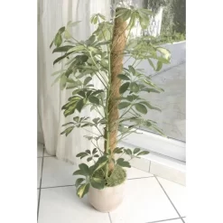 Kokos Kamerplantensteun - Plantstok Ø45 Mm × 1,2 M -Tuinplantapparatuur Winkel kokos plantstok 45 mm x 12 m 1622716785 4 600