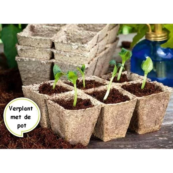 Vezelpotjes Vierkant Biologisch Afbreekbaar - 5 × 5 Cm - Set Van 36 Stuks 2 Vezelpotjes Vierkant Biologisch Afbreekbaar - 5 × 5 Cm - Set Van 36 Stuks - Afbeelding 2