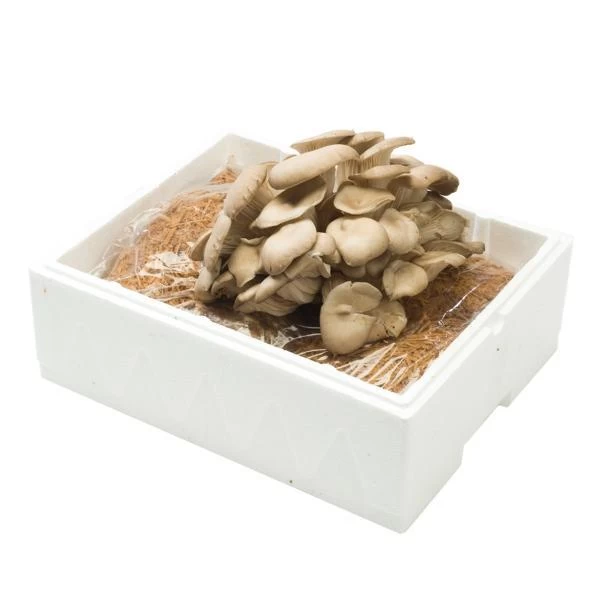 Kweekset Grijze Oesterzwammen 7,5 Liter 2 Kweekset Grijze Oesterzwammen 7,5 Liter - Afbeelding 2