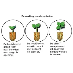 Kweektray Rapid Roots - 32 Cellen 7 Kweektray Rapid Roots - 32 Cellen -Tuinplantapparatuur Winkel kweektray rapid roots 32 cellen 1487680788 0 600