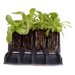 Kweektray Rapid Roots - 32 Cellen 8 Kweektray Rapid Roots - 32 Cellen -Tuinplantapparatuur Winkel kweektray rapid roots 32 cellen 1521399839 1 600