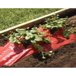 Rode Folie Voor Een Betere Plantengroei -Tuinplantapparatuur Winkel mulchfolie rood aardbeien en tomaten 1492072043 1 600
