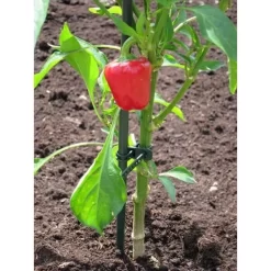 Plantenbinder - Rubber 18 Cm Groen - Set Van 15 Stuks -Tuinplantapparatuur Winkel plantenbinder rubber 18 cm groen 1672759364 3 600