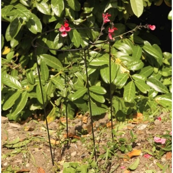 Plantensteun Rond 20 × 50 Cm 2 Plantensteun Rond 20 × 50 Cm - Afbeelding 2