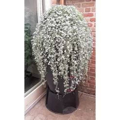 Regenton Antraciet - 360 Liter 7 Regenton Antraciet - 360 Liter -Tuinplantapparatuur Winkel regenton antraciet 360 liter 1566069314 1 600