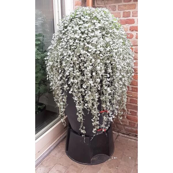 Regenton Antraciet - 360 Liter 4 Regenton Antraciet - 360 Liter - Afbeelding 4