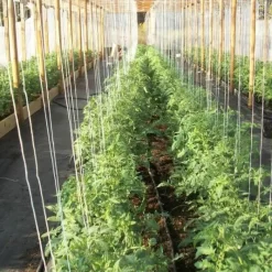 Tomatenkoorden - Tomatentouwen 220 Cm - Set Van 100 Stuks