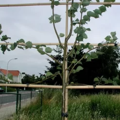 Vigne-fix 7 Cm Plantenbinder - 500 G -Tuinplantapparatuur Winkel vignefix 7 cm plantenbinder 1547134454 1 600