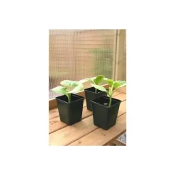 Vierkante Kweekpot - 9 × 9 × 10 Cm - Set Van 18 Stuks