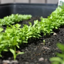 Zaaibak Zwart 57 × 42 × 8 Cm -Tuinplantapparatuur Winkel zwarte zaaibak 55 x 40 x 8 cm 1484055699 5 600